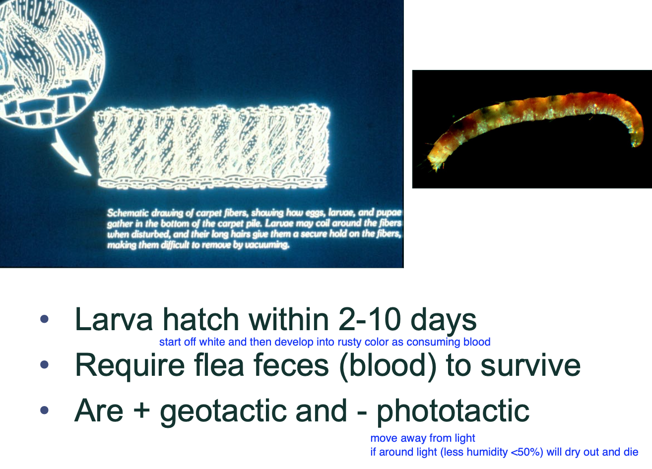 <p>blood to survive.</p>
