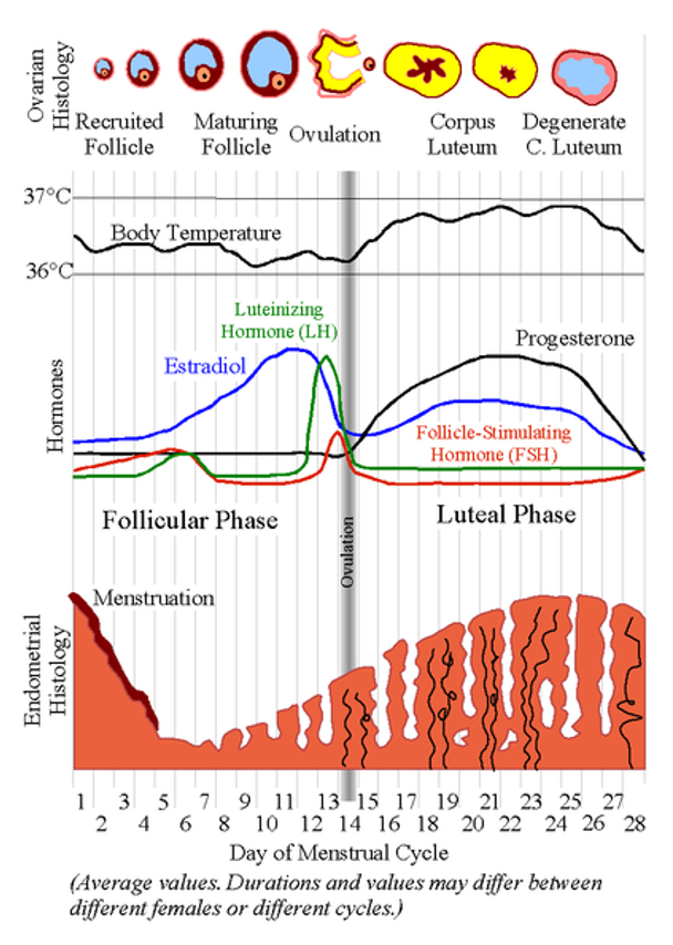 <ul><li><p><span>Slight increase in FSH at the beginning will favour the recruitment of a few follicles which mature. </span></p></li><li><p><span>Follicles release oestradiol</span></p></li><li><p><span>On day 14 (end of follicular stage) lots of oestradiol is release</span></p></li><li><p><span>Oestradiol has effect on endometrium (lining of the uterus cavity)</span></p></li><li><p><span>At the beginning of cycle lining is shed off. Then slowly starts to regenerate due to oestradiol</span></p></li><li><p>Then positive feedback is induced and oestradiol is reduced. Leads to release of LH and FSH</p></li><li><p>Big follicle release ovum into ovarian cavity and then uterus</p></li><li><p>Endometrium becomes thicker</p></li><li><p>If becomes fertilises it attaches to uterus</p></li></ul><p></p>