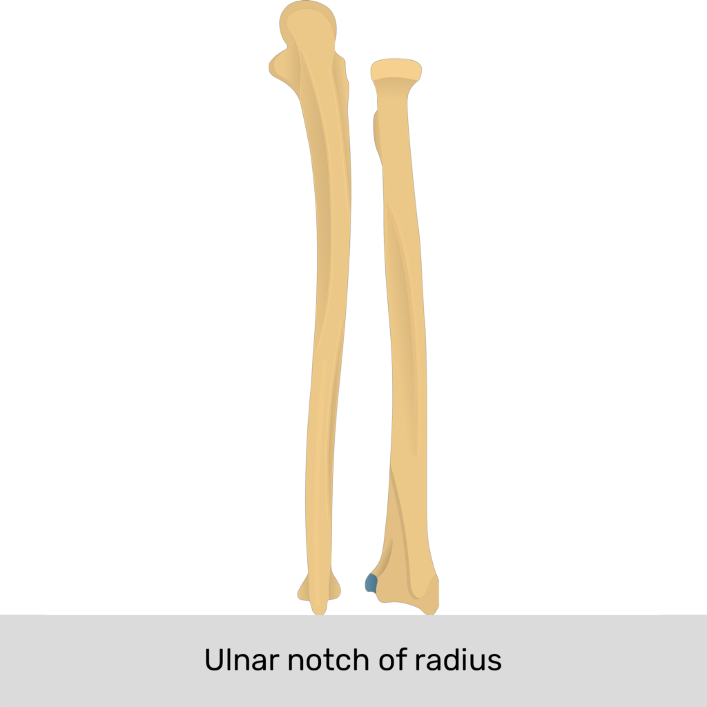 <p>Ulnar Notch</p>