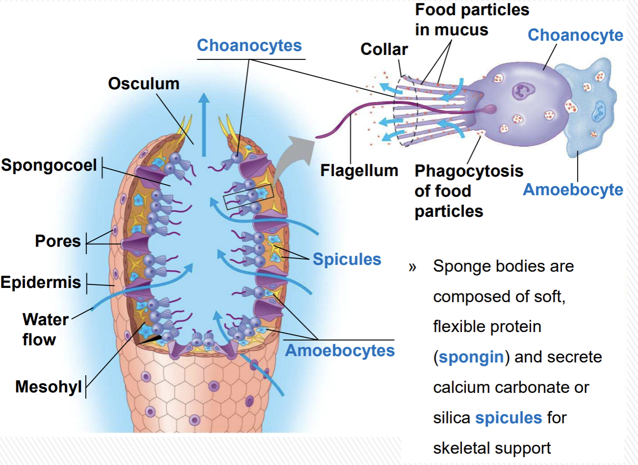 <p>Sponges are filter feeders:</p><p>- Water enters through ostia (pores)</p><p>- Moves through canals into central cavity</p><p>- Exits through osculum</p>