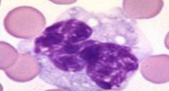<p>What species does this monocyte belong to?</p>