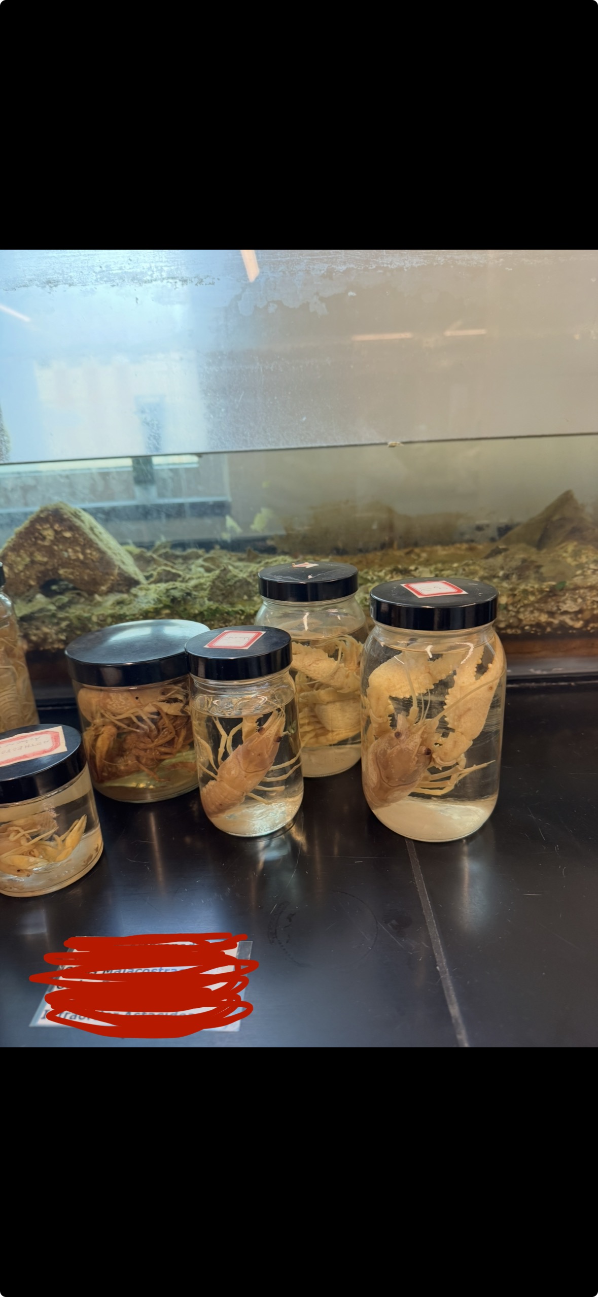 <p>Phylum?</p><p>Subphylum?</p><p>Class?</p><p>Order?</p><p>Suborder?</p><p>Infraorder?</p>