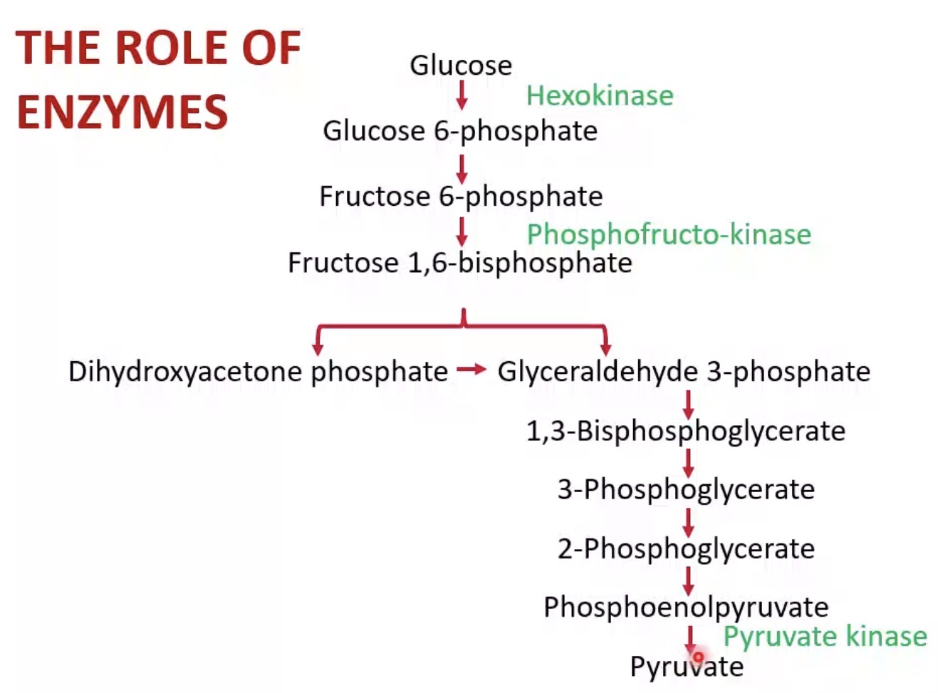<p>The breakdown of glucose to pyruvate to generate ATP.</p>
