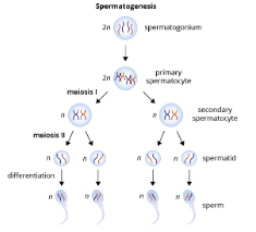 <p> Where meiosis takes place in the testes to produce four haploid gamete for males</p>
