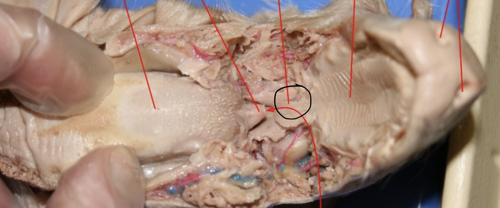 <p>Identify this Organ</p>