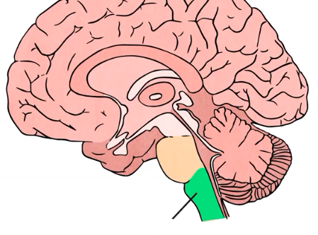 <p>Medulla Oblongata</p>