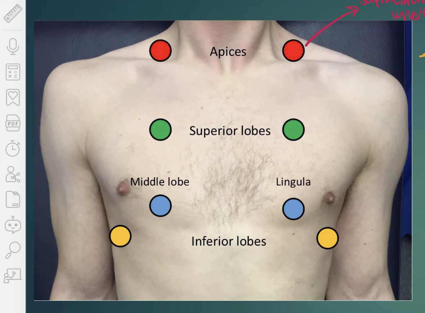 <p>apices, superior lobes, middle lobes, inferior lobes</p>