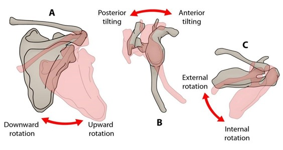 <p><strong>tilting</strong> your shoulder blade <strong>up or down</strong></p><ul><li><p>details: these are movements of the <em>scapula</em>. they are tracked by the direction the <em>glenoid cavity </em>faces</p></li></ul><p></p>