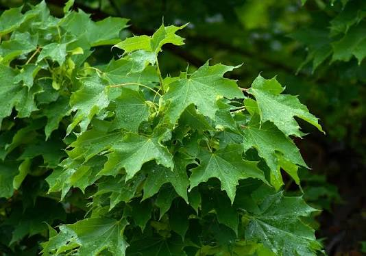 <p>Norway Maple</p>
