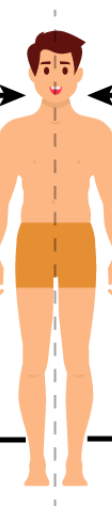<p>The imaginary dashed line running down the middle of the body is called the _____.</p>