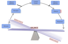 <p>These elements form a negative feedback mechanism, which helps maintain homeostasis.</p>