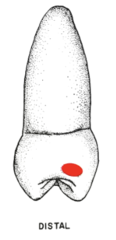 <p>larger</p>