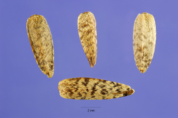 <p>Identify the seed</p>