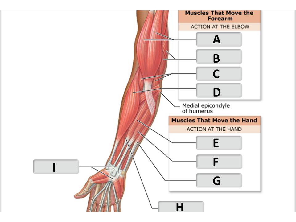 <p>biceps brachii</p>
