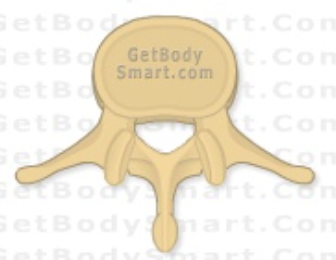 <p>What type of vertebrae is this?</p>