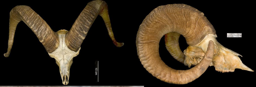 <p>Ovis canadensis</p>