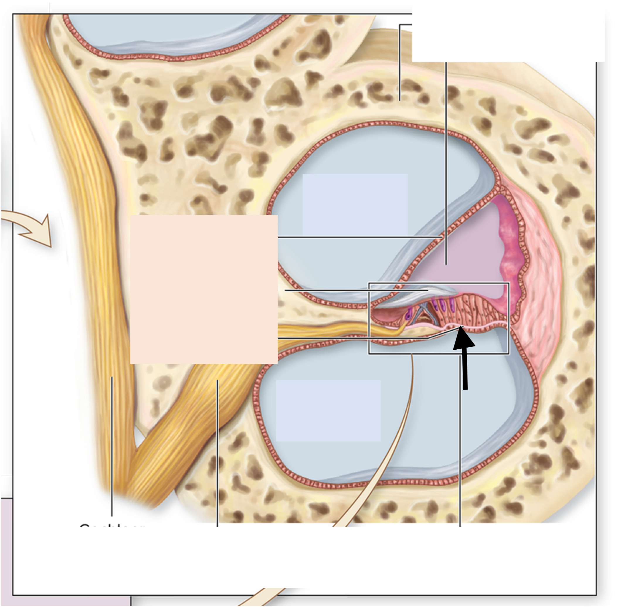 <p>ID the structure</p>
