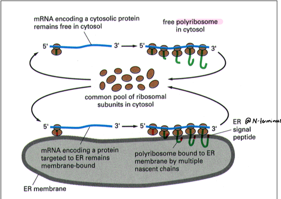 <p>Protein translation = slow process </p><p>mRNA = long</p><p>Multiple ribosomes can attach to a single mRNA = polyribosome/polysome </p><p>Polysome = single mRNA molecule being read by multiple ribosomes simultaneously. Appears like “beads on a string”</p><ul><li><p>Protein HAS ER targeting signal ribosome &amp; growing peptide chain (nascent chain) go to ER membrane → bound polyribosome/polysome </p></li><li><p>Difference b/w free vs. bound polyribosomes = localization &amp; peptide synthesized </p></li><li><p>Rough Endoplasmic Reticulum (RER) = efficient </p><ul><li><p>mRNA near membrane (many ribosomes = recycled) </p></li></ul></li></ul><p></p>