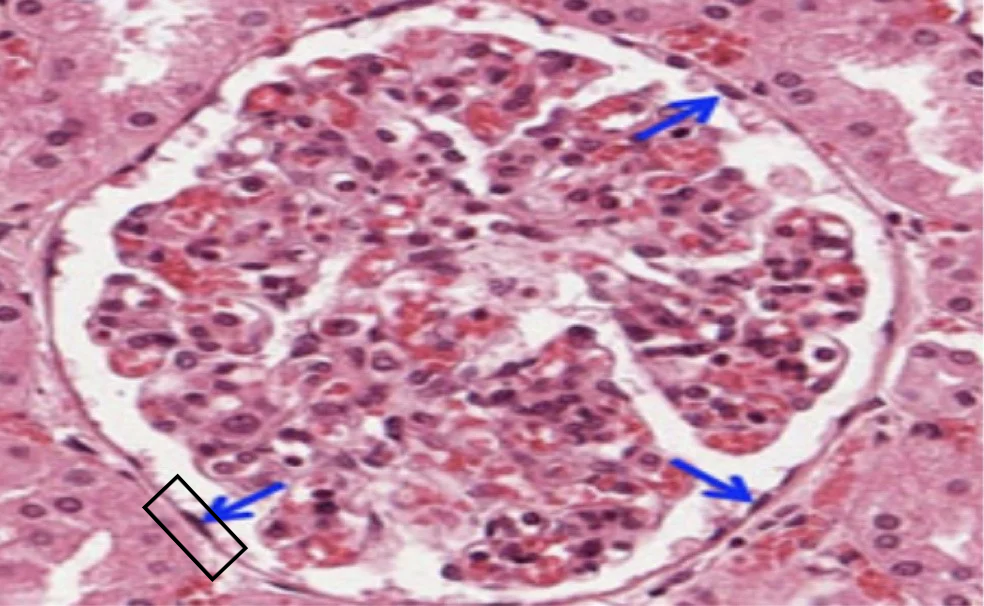 term image