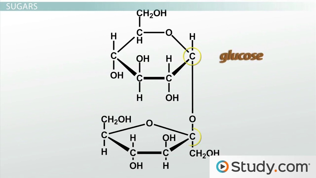 <p>Carbohydrates subunit</p>