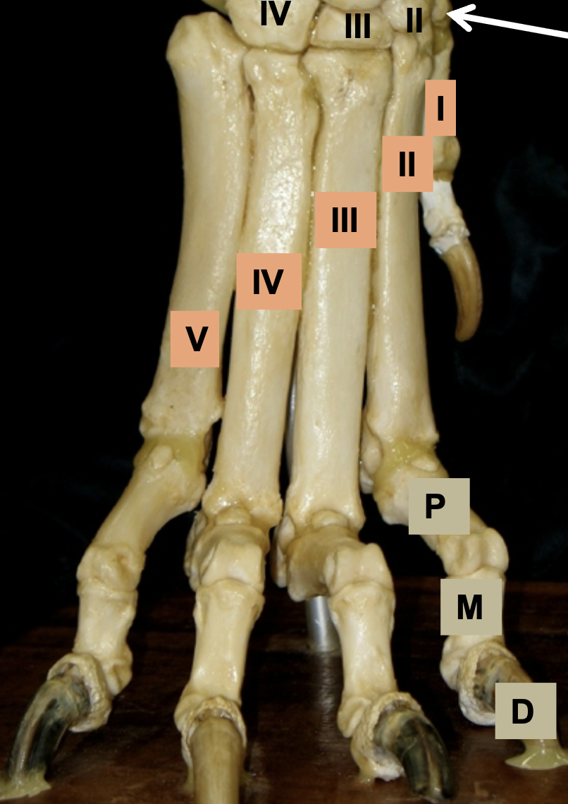 <p>Name the joints of the phalanges </p>