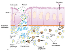 <p>Lymphocytes</p>