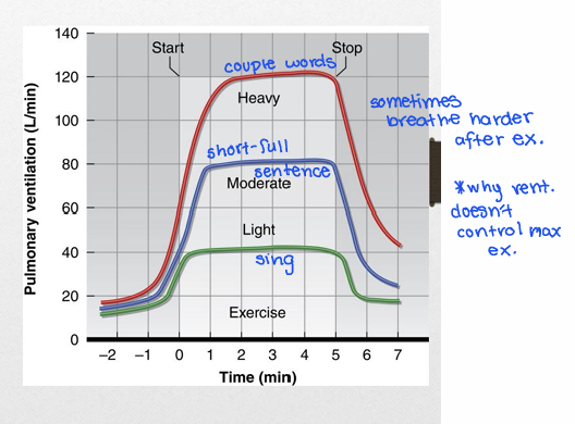 <p>proportional to exercise intensity (delayed rise and recovery). </p><p>anticipatory response- heavier breathing before and at beginning of ex. </p><p>Light and moderate- increase tidal volume to 600-700 ml</p><p>Moderate and high- increase breathing frequency</p><p>ventilation doesn’t determine max exercise</p>