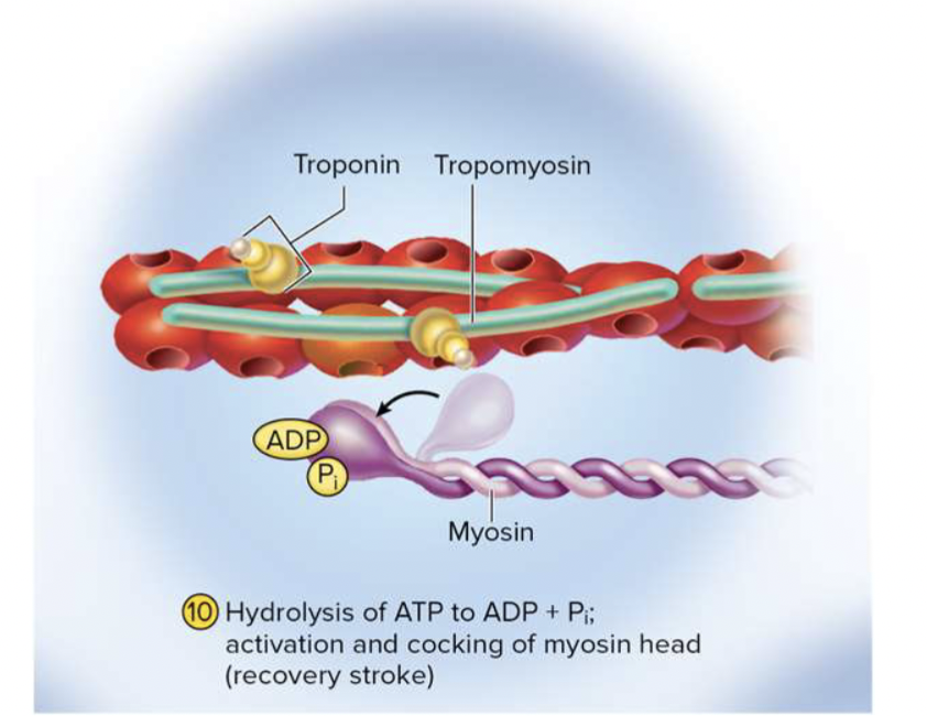 <p><strong>myosin binds to actin, making action potential</strong></p>
