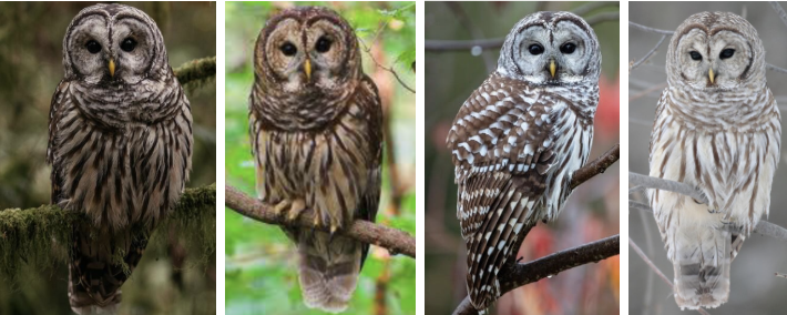 <ul><li><p><span style="background-color: transparent;"><strong>Habitat:</strong> live year-round in mixed forests or large trees, often near water, usually in large unfragmented blocks of mature forest, preferred include swamps, streamsides, and uplands, may contain hemlock, maple, oak, beech, etc.</span><span>&nbsp;</span></p></li><li><p><span style="background-color: transparent;"><strong>Diet:</strong> small animals- squirrels, chipmunks, mice, rabbits, birds, herps, inverts, tend to swallow prey whole</span></p></li><li><p><span style="background-color: transparent;"><strong>Characteristics:</strong> large, stocky, mottled brown and white overalls, </span><span>brown mottling in face feathers, horizontal in neck feathers, and vertical in ventral feathers</span><span style="background-color: transparent;">, round head, dark black eyes, no ear tufts, medium length round tail</span></p></li></ul><p></p>