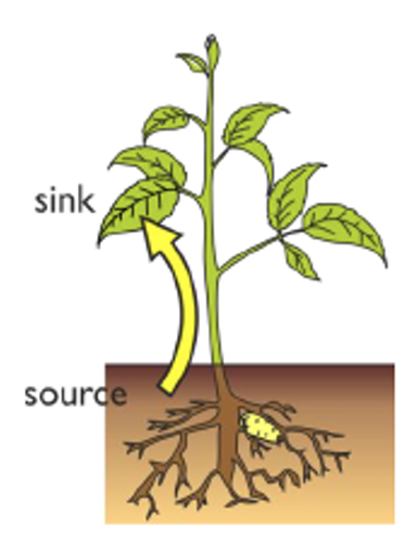 <p>During the spring → sugar is transported from the underground root store (source) to the growing leaf buds (sink) </p>