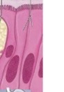 <p>What type of cell is this?</p>