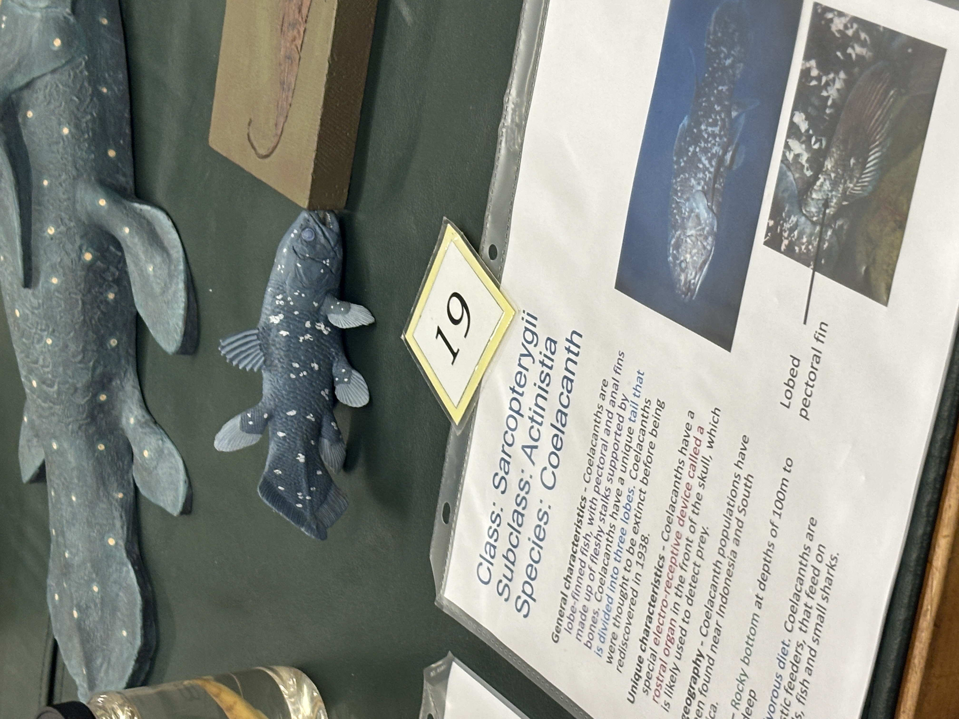 <p>Class Sarcopterygii</p><p>Species coelacanth</p><p>What unique abt their fins</p><p></p>