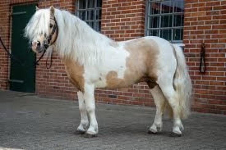 <p>Which breed is this?</p>