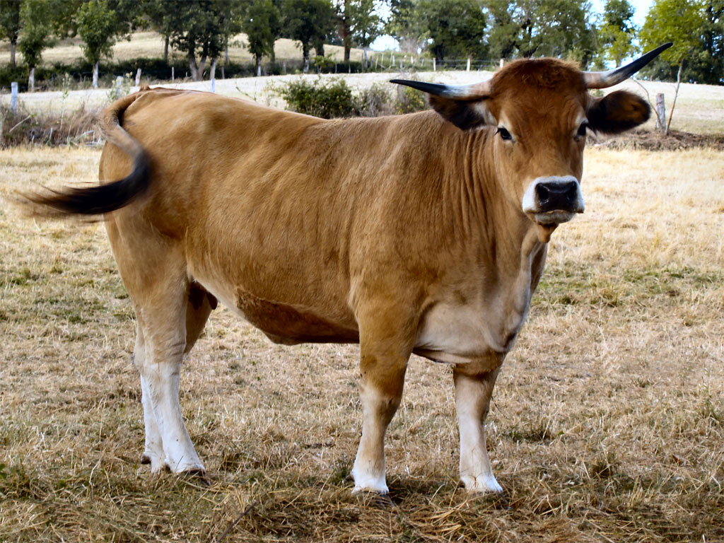 <p>Breed?</p>
