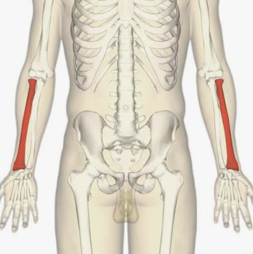<p>Which bone is this?</p>