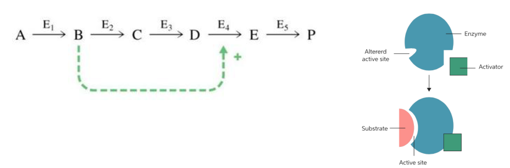 <p>allosteric activators are often substrates for the reaction or the pathway that feed-forward to encourage the pathway to dispose of the substrate </p>