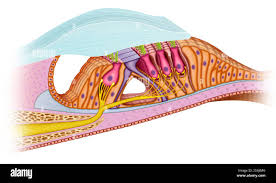 <p>inner ear</p><p>blue on top</p>
