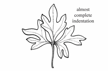 <p>A palmately divided leaf where the indentations are almost complete, reaching nearly to the base.</p>
