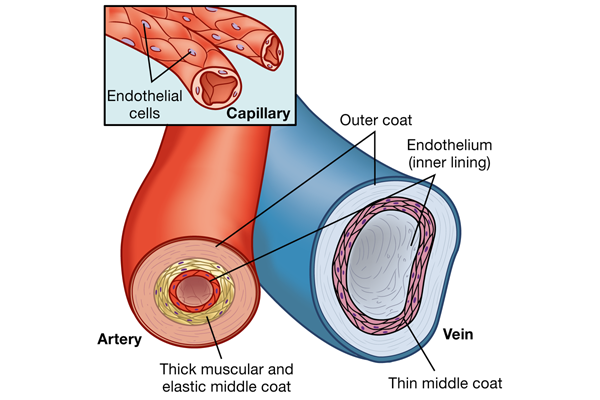 <p><span>Arterioles have more smooth muscle and little elastic tissue, respond to local changes like o2 or co2 levels, and control arterial bp and distribution of blood flow. </span></p><p></p>