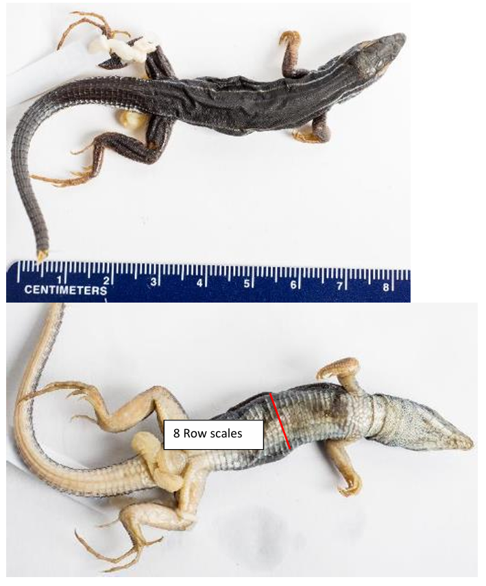 <p>Order: Squamata</p><p>Suborder: Lacertilia</p>