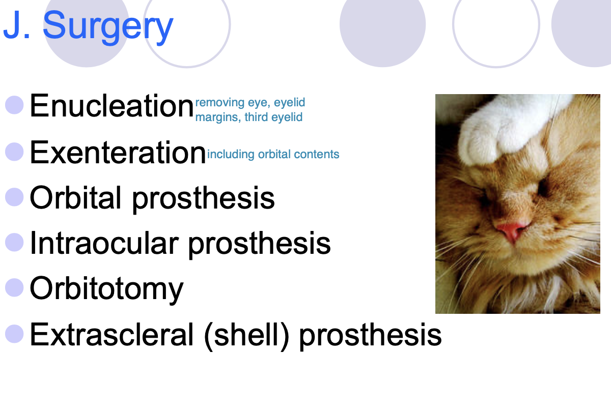 <p>enucleation</p><p>exenteration</p><p>orbital prothesis</p><p>intraocular prosthesis</p><p>obitotomy</p><p>extrascleral (shell) prosthesis</p>