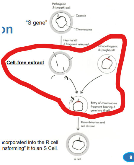 <p>In the Avery Experiment: </p><p>Avery built on earlier work showing:</p><p><span data-name="point_right" data-type="emoji">👉</span> Dead S cells could “transform” R cells into S cells</p><p>This process is called:</p><p><strong>Bacterial transformation</strong></p><ul><li><p>Cells take up <strong>external DNA</strong></p></li><li><p>Their traits change</p></li></ul><p></p><p>What is the significance of this?</p><p></p>