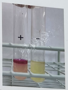 <ul><li><p>test for the enzyme tryptophanase</p></li></ul><p><strong>tryptophan + H2O ——--(tryptophanase)—→ indole + pyruvate + ammonia</strong></p><p><strong>Indole</strong></p><ul><li><p><strong>Medium: </strong>Tryptone broth (TSB)</p></li><li><p><strong>Substrate:</strong> Tryptophan</p></li><li><p><strong>Enzyme:</strong> Tryptophanase</p></li><li><p><strong>Other reagents:</strong> Kovac’s indole reagent</p></li></ul><p></p>