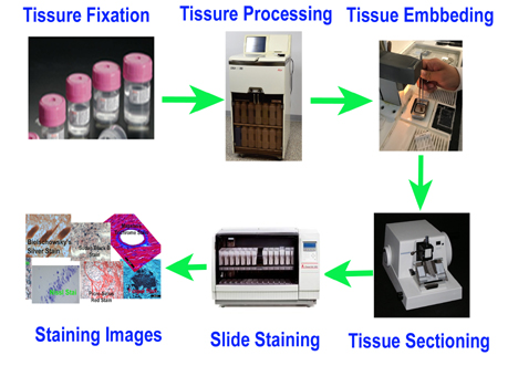 <ol><li><p>collect &amp; prepare tissue</p><ol><li><p>dissect tissue (fix/freeze as appropriate) </p></li></ol></li><li><p>pretreat specimen </p><ol><li><p>remove paraffin and retrieve antigens (if FFPE protocol requires it) </p></li></ol></li><li><p>block nonspecific binding </p><ol><li><p>reduce unwanted antibody</p></li></ol></li><li><p>apply primary antibodies </p><ol><li><p>allows target-specific antibodies to recognize antigens </p></li></ol></li><li><p>apply secondary antibodies </p><ol><li><p>bind fluoroscent/other detection labels to primary antibodies </p></li></ol></li><li><p>counterstain and image </p><ol><li><p>use DAPI (if needed), mount specimen, &amp; visualize labeled cells </p></li></ol></li></ol><p></p>