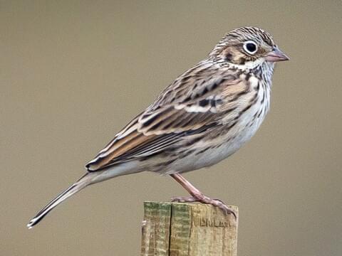 <p>Vesper Sparrow</p>