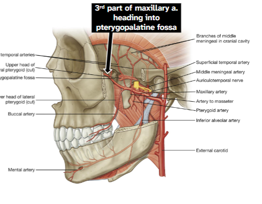<p>Medial to lateral pterygoid muscle</p><p>Enters pterygopalatine fossa</p><p>Supplies lower nasal cavity, palate and upper teeth, maxillary sinus, and superficial midface</p>