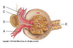 <p>Which of the following labels correctly identifies the juxtaglomerular apparatus?</p>