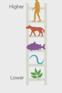 <p>In the Great Chain of Being (Aristotle), species were organized based on increasing … and …</p>