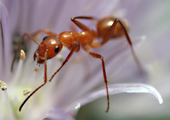 <p>A tiny little bug that crawls on the ground in a line is an _____.</p>