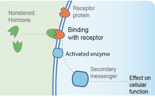 <p>• Not lipid soluble</p><p>• Unable to penetrate plasma membrane</p><p>• Bind to receptor proteins on outer surface of plasma membrane (extracellular receptors</p>